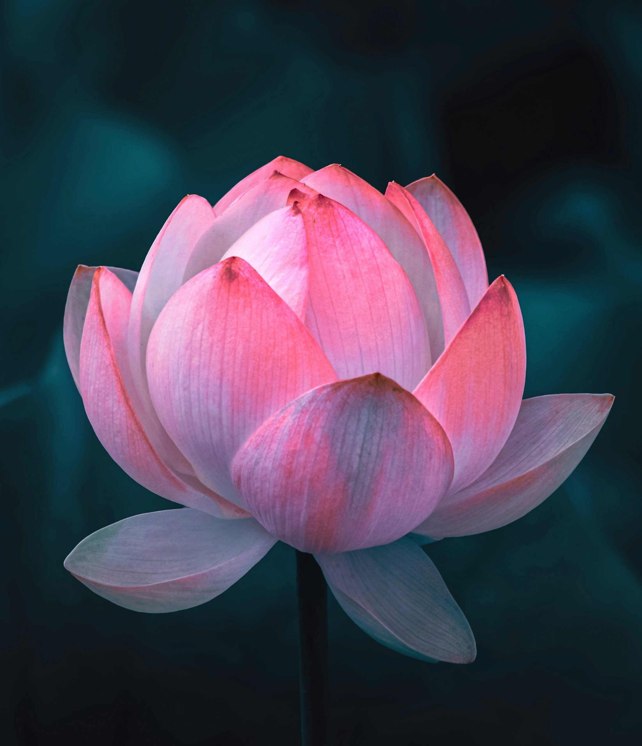 aarn giri b1cjcypofxy unsplash
