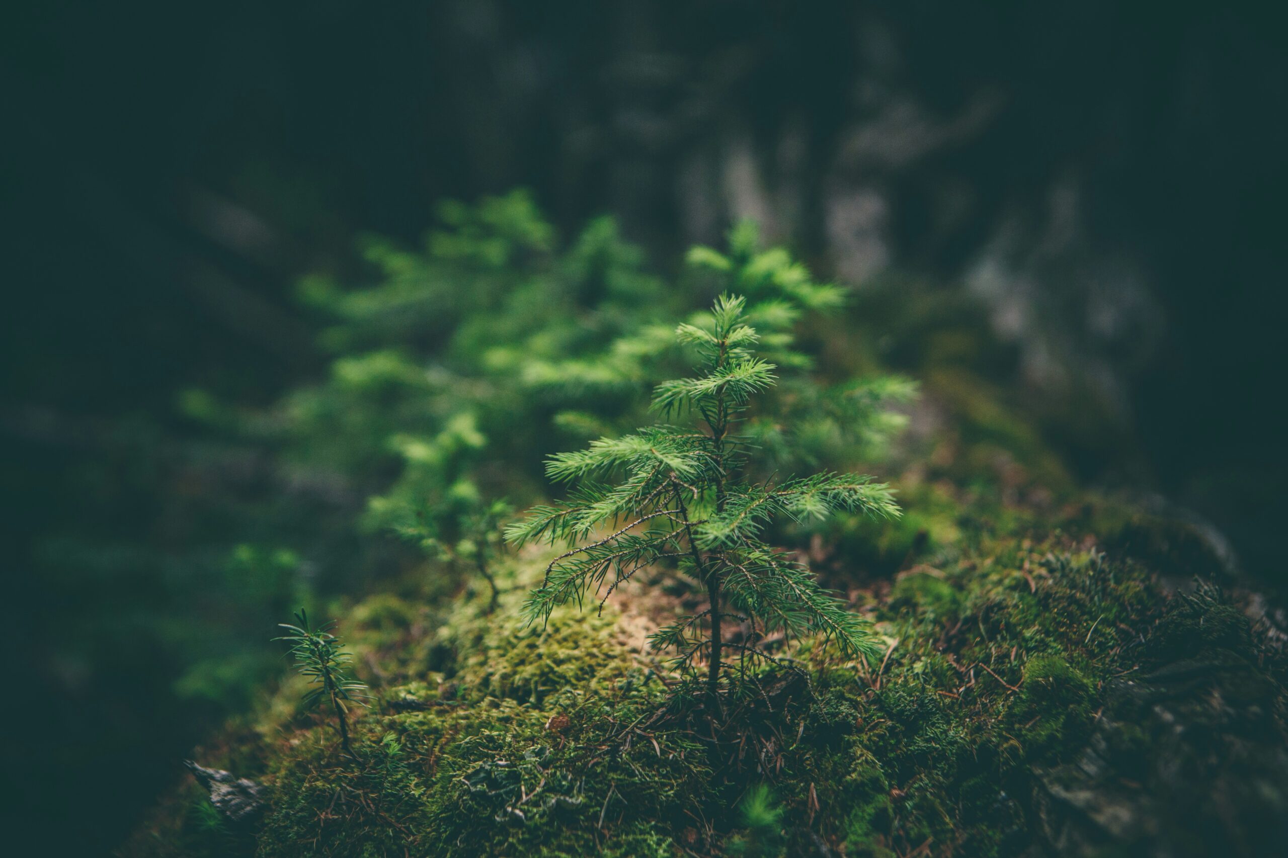 matthew smith rfflri94rs8 unsplash